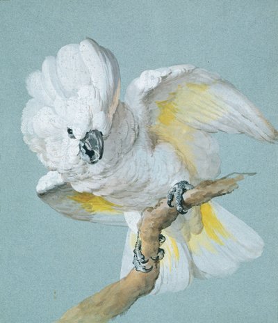 A Great White Crested Cockatoo by Aert Schouman